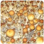 Псилоцибиновые (галлюциногенные)  грибы Psilocybin "Golden Teacher" в Агрызе