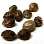 Семена марихуаны АК-47  (Seeds AK-47) в Агрызе